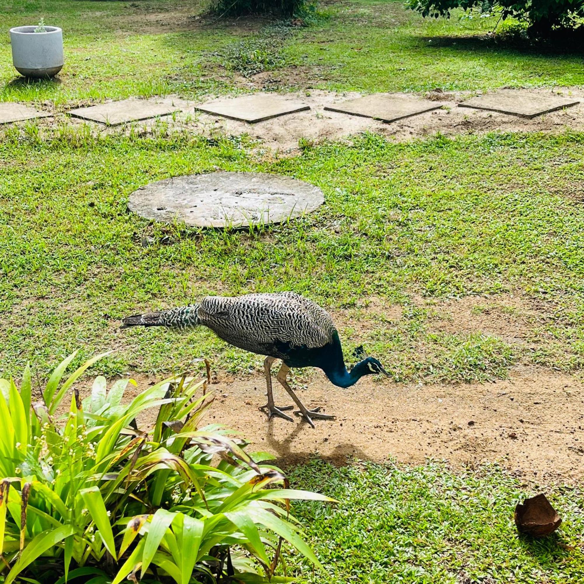 Hanguk Lanka Lagoon Villa تانجالي المظهر الخارجي الصورة